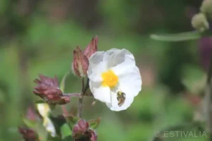 Manos en la tierra